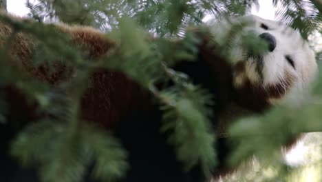 panda rojo soñoliento descansa en el árbol