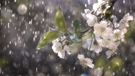 cherry blossoms in the rain