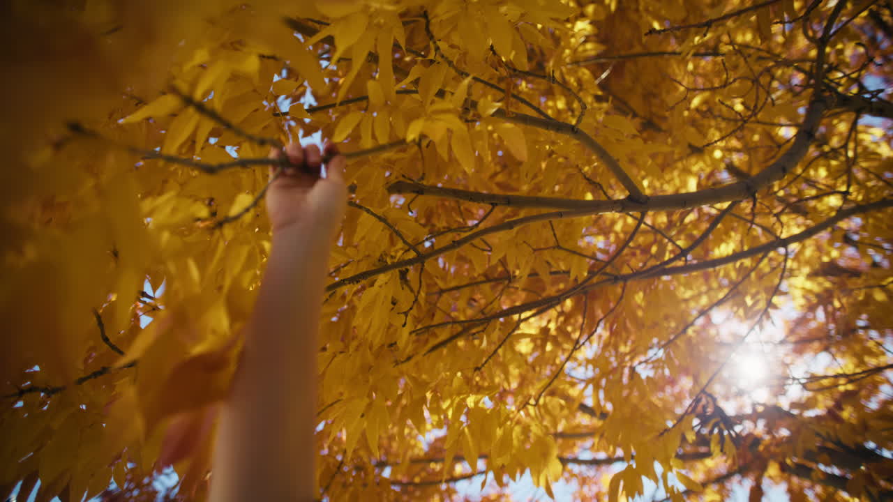 Reaching for Autumn Leaves