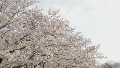 la mejor flor de cerezo en yokohama