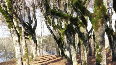 The-old-linden-park-in-the-territory-of-the-manor,-the-leaves-have-fallen