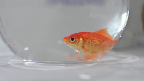 a close-up of a goldfish inside a fishbowl, gold fish footage