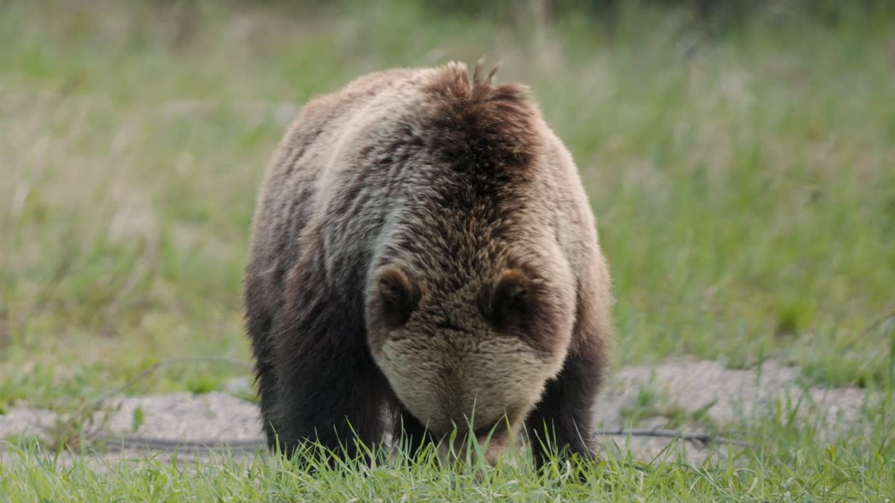 Suuri ruskea grizzlykarhu kävelee rehevän vihreän niityn poikki.