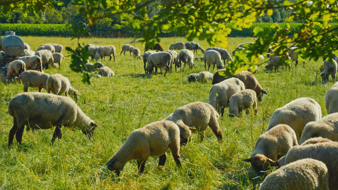 Inquadratura ampia di un gregge di pecore che pascola in campi verdi, perfetta per progetti agricoli o a tema naturalistico che cercano un tocco di tenerezza.