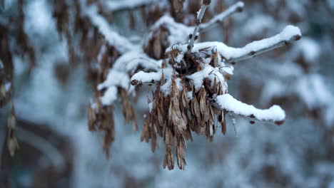 Ein-Isoliertes-Gefrorenes-Und-Schneebedecktes-Blatt-Auf-Einer-Spitze-Eines-Baumastes