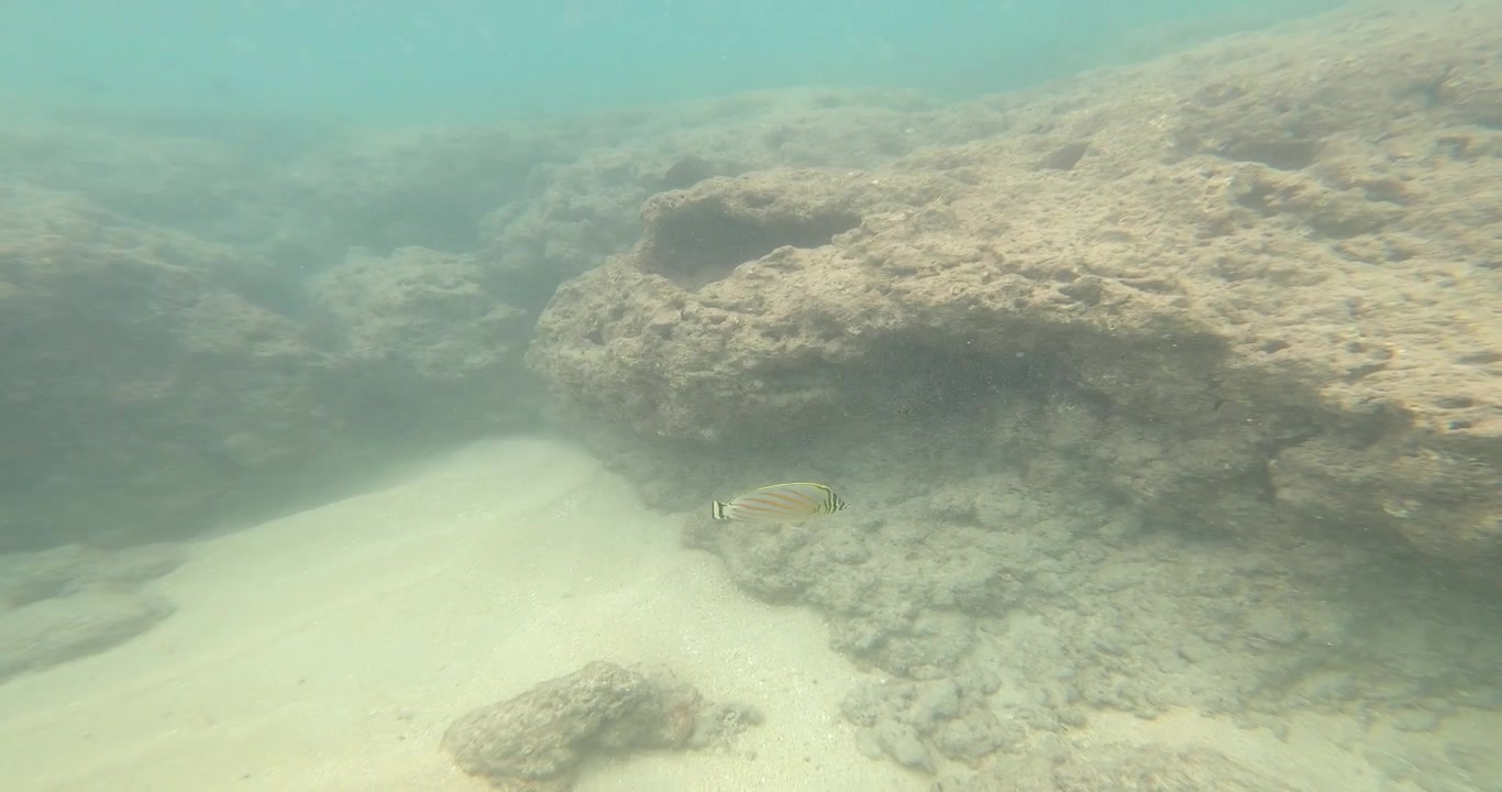 Pyntet sommerfuglefisk på Hawaii; Snorkling POV.