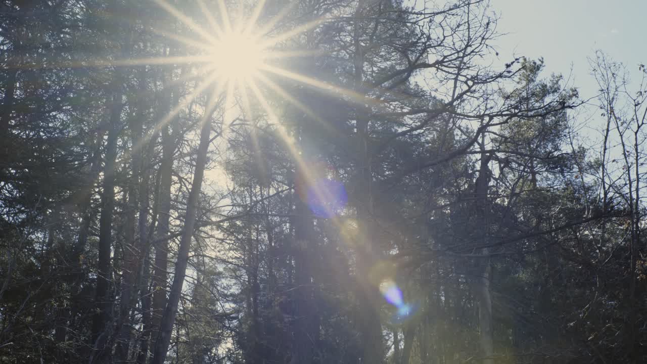 Auringonpilkahdus puiden lomasta. Syrjäinen boreaalinen metsä tuulisena varhaiskeväänä – Tuulessa huojuvat oksat, harvat paljaat puut, sammaleinen maa, elokuvamainen pohjoinen erämaa.