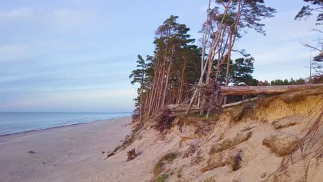 beautiful aerial establishing view of baltic sea coast on a sunny evening, golden hour, beach with white sand, coastal erosion, climate changes, broken pine trees, wide angle drone shot moving forward