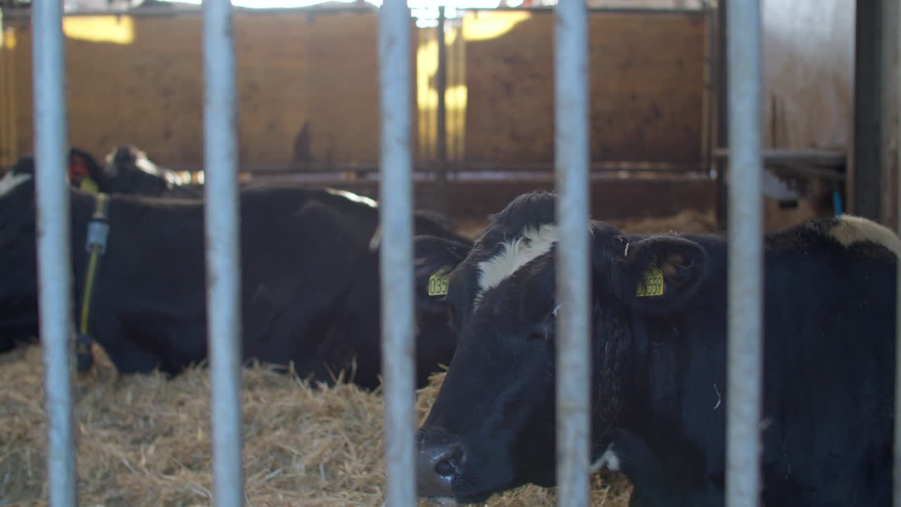 가축 양육 - 풀에 있는 소의 생태적 목초지