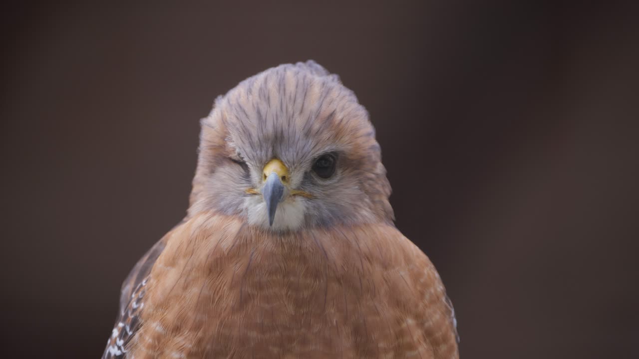 Close-up of a raptor perched with intense gaze, showing feather detail and natural brown plumage