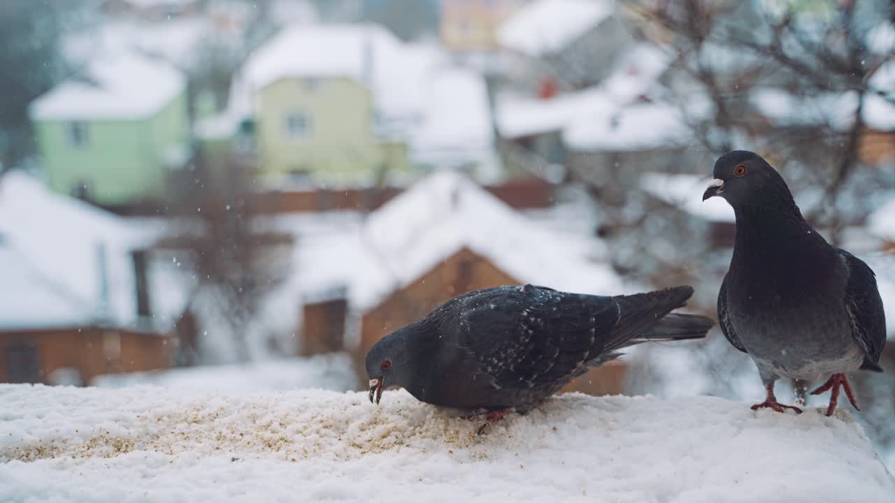 Pigeons feeding on seeds in winter. Birds on the streets of the city.