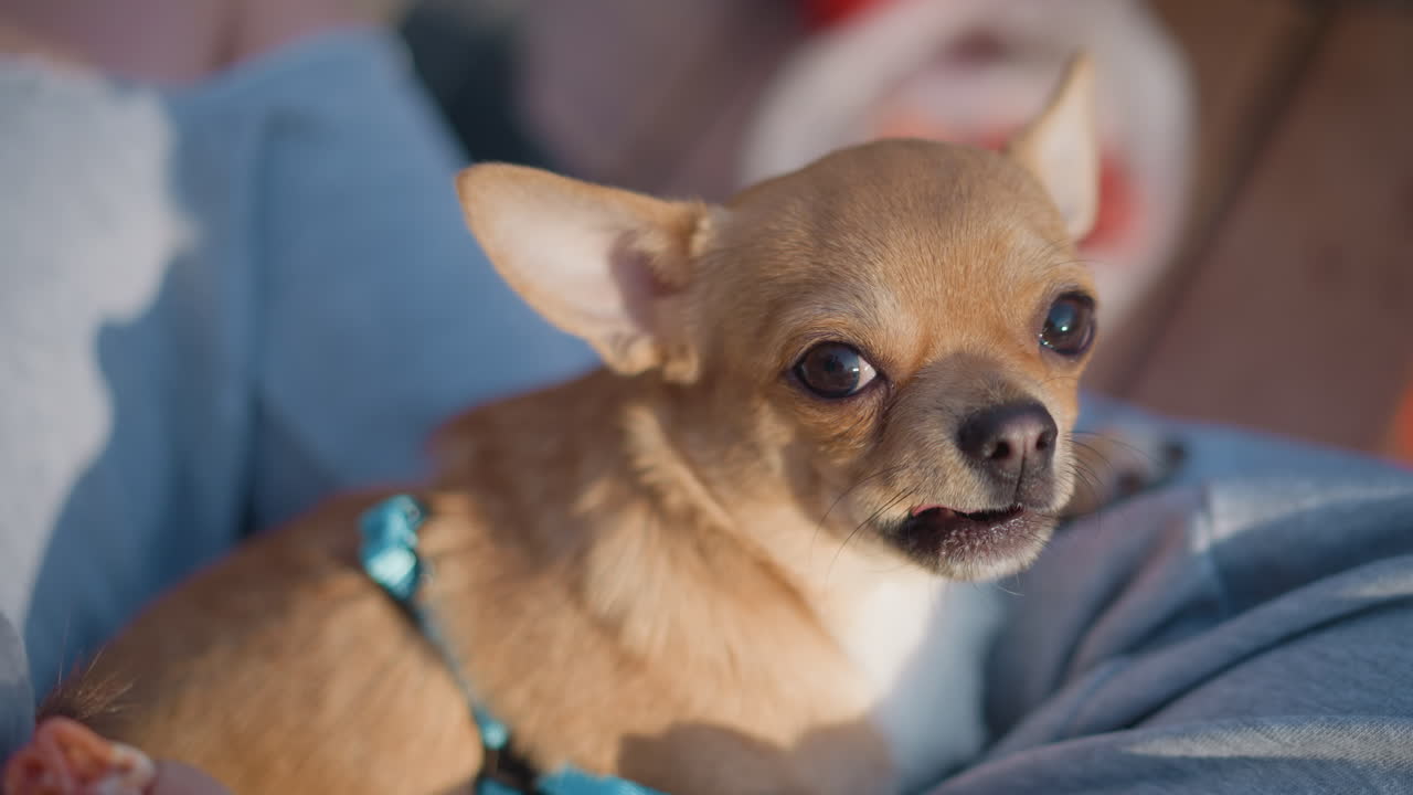 飼い主がおやつを差し出す間、居眠りしている子犬、おやつが近くにある飼い主の膝の上で丸まっている若いチワワ、飼い主がおやつを差し出すと、繊細なチワワの子犬が穏やかに膝の上で眠っている柔らかな光。