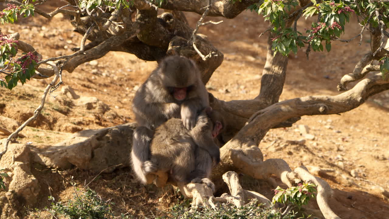 macaco japonés madre limpiando, arreglando y recogiendo insectos pulgas en un macaco bebé debajo de un árbol en un día soleado