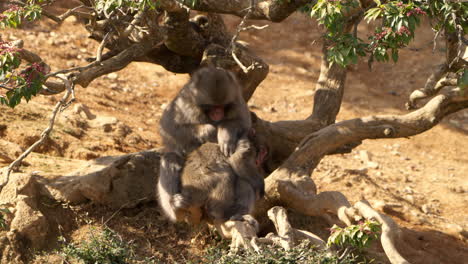 Japanese-macaque-mother-cleaning,-grooming,-and-picking-flea-insects-on-a-baby-macaque-under-a-tree-on-a-bright-sunny-day