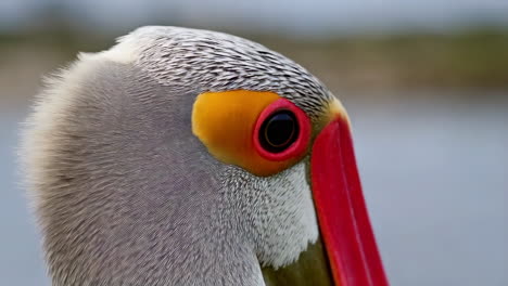 close-up of a pelican
