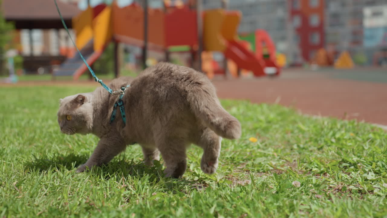Woman Plants Walk, Relaxed Woman Walks With Her Feline Companion, Casual Afternoon Stroll With Pet Amid Urban Surroundings, Unhurried Outing Through Cityscape With Woman And Her Feline Friend