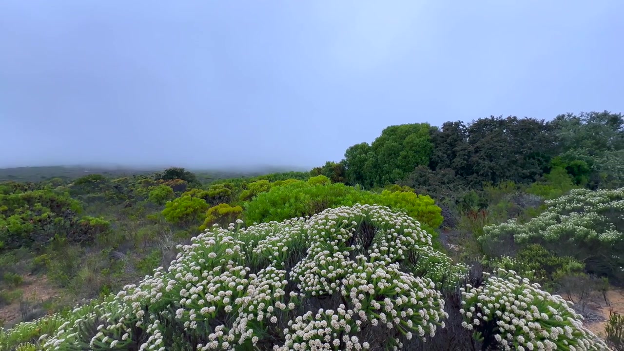 Buổi sáng sương mù bao phủ thảm thực vật xanh tươi và hoa trắng nở rộ tại Mũi Cape Point, Nam Phi.