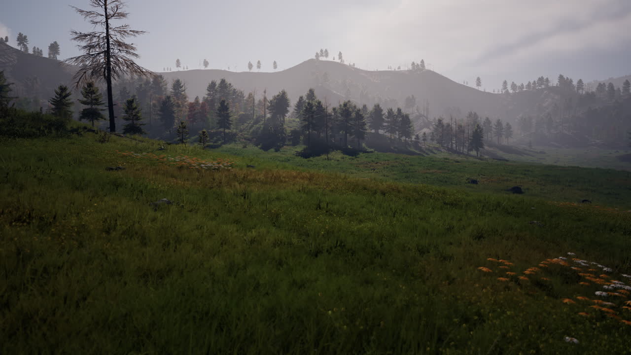 bosque de pinos en las montañas