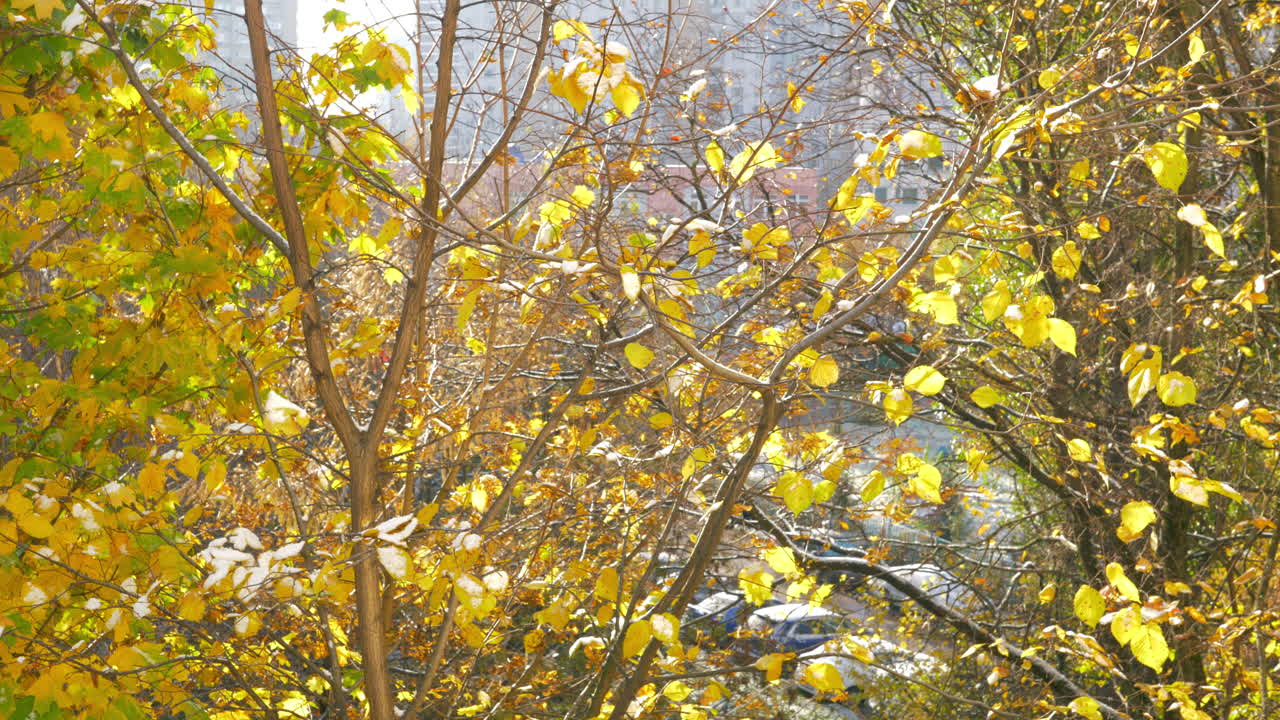 가을에 나무에서 떨어지는 노란 잎