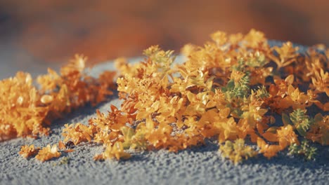 Colorful-seaweed-exposed-by-the-low-tide