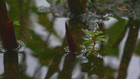 ripple droplet vibration of raindrops on water surface