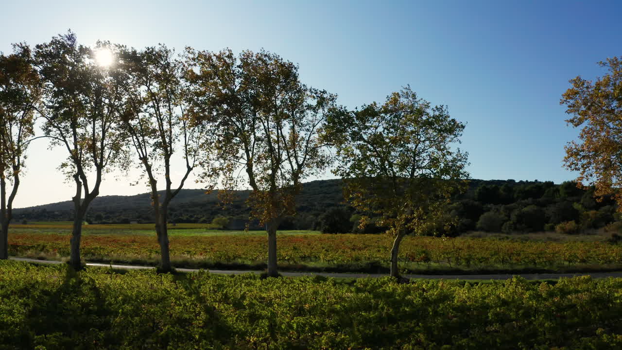 Plane trees and vineyards aerial traveling right to left France sun flares