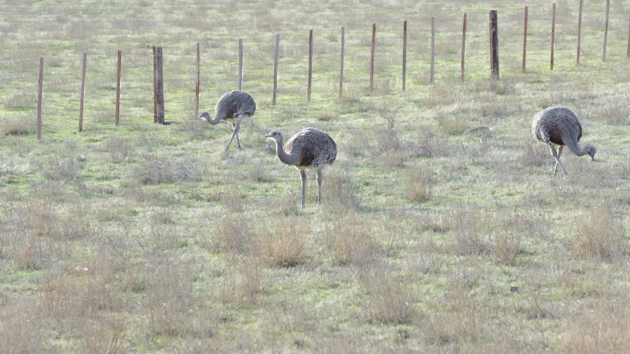 Static shot of three wild Darwin's Rheas (Choiques) grazing on the grassy Patagonian steppe. The scene captures peaceful atmosphere in a clear winter morning, Argentina