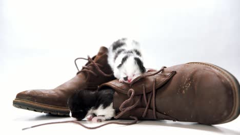 two kiitens mew and crawl around inside a pair of brown boots