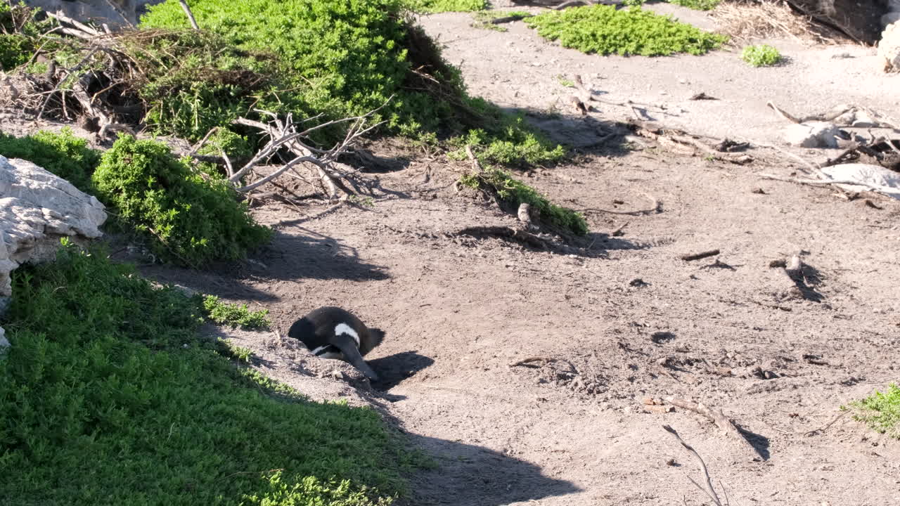 African Penguin in its Natural Habitat