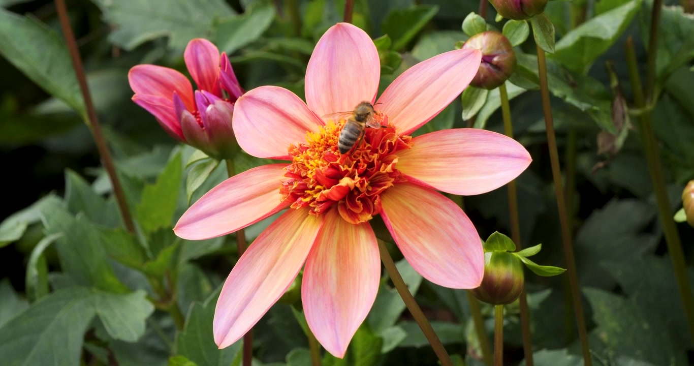 Primo piano di un'ape che impollina una Dahlia Totally Tangerine nei Giardini Butchart di Victoria, Columbia Britannica, Canada