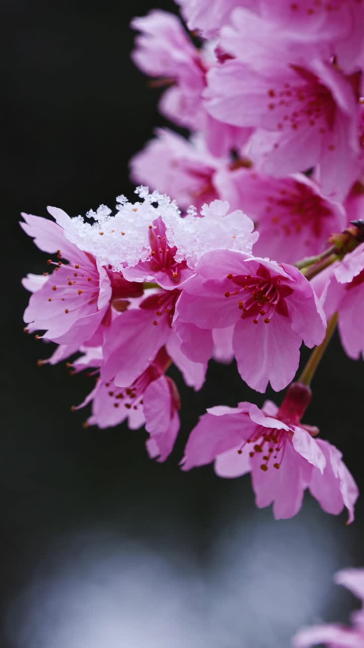 Close-up video shot of vibrant pink cherry blossoms dusted with snow, captured from a low angle