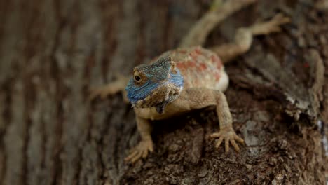 un primer plano de un lagarto descansando en un árbol y mirando a su alrededor