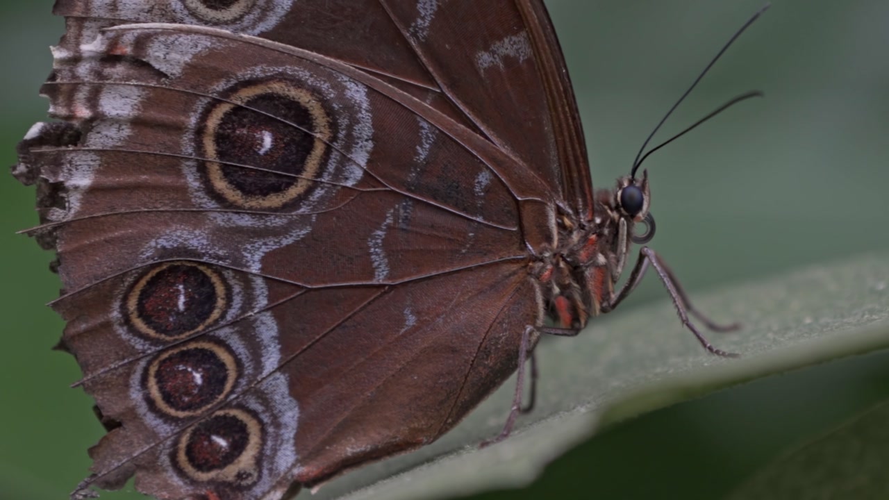 A close-up side profile of an Owl Butterfly (Caligo genus) at rest on a green leaf. Its wings are visible, featuring large, distinct eyespots that mimic an owl's eye.