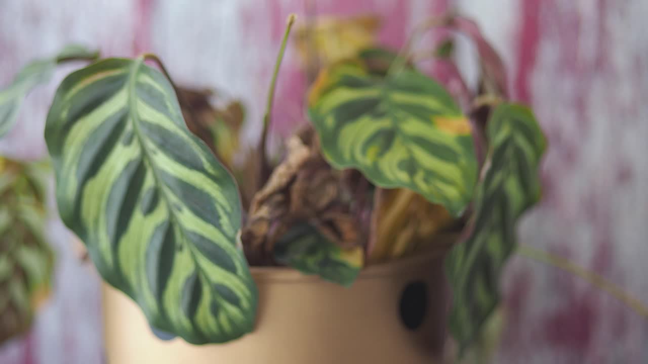 Pruning Dead Leaves From a Houseplant