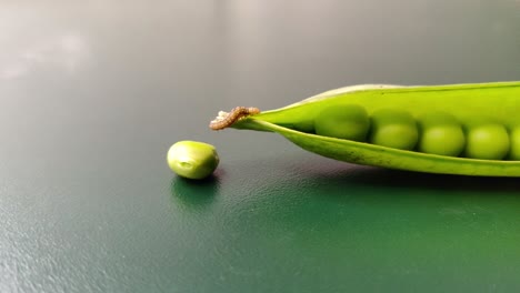 pest insect creeping and crawling in pea pod