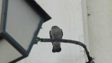 palomas descansando sobre un poste de metal de una lámpara de calle vintage
