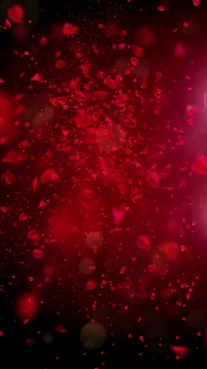 Romantici petali di rosa rossa che cadono al rallentatore