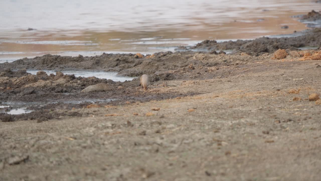 Two banded mongooses (Mungos mungo) at a muddy watering hole in Kruger National Park — one drinks at length while the other walks away. Slow motion wildlife footage, dry season