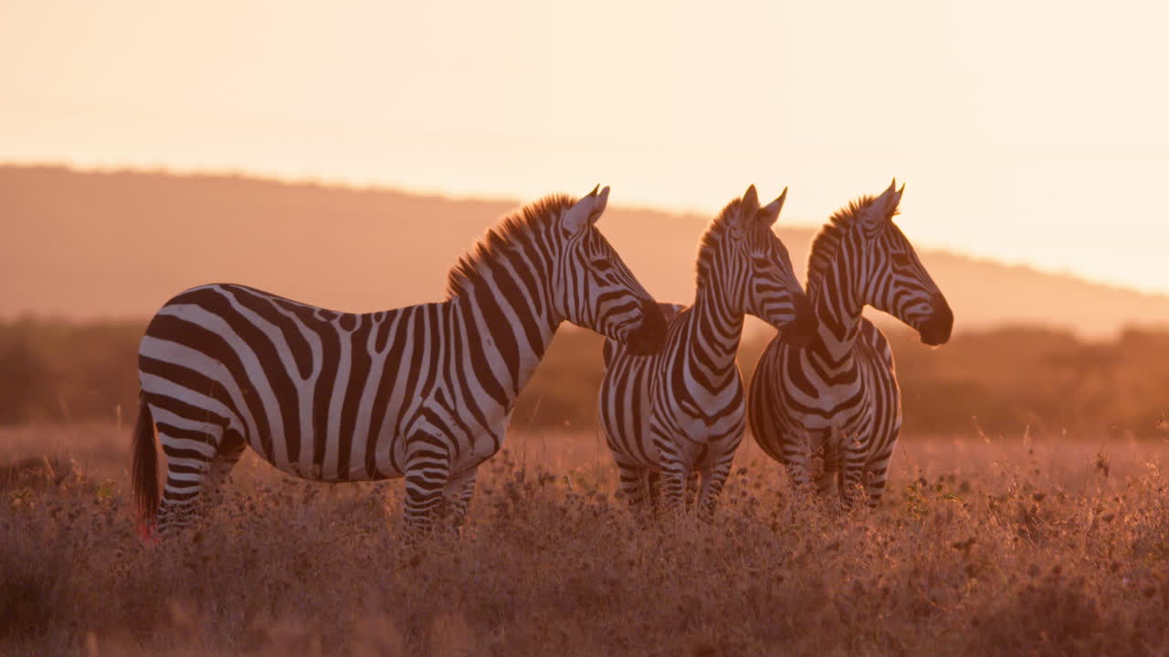 Inquadratura ampia di un branco di zebre che osservano le praterie