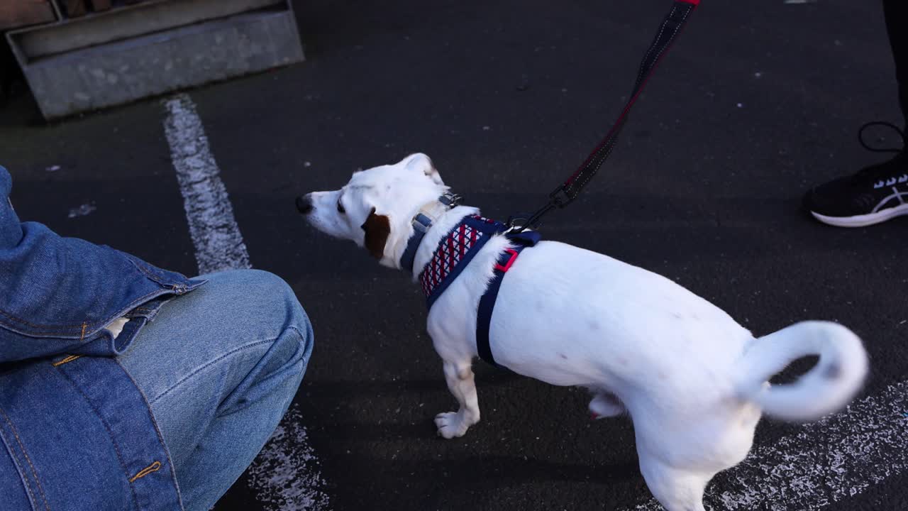 Jack Russell shaking head while on leash