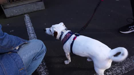 jack russell shaking head while on leash