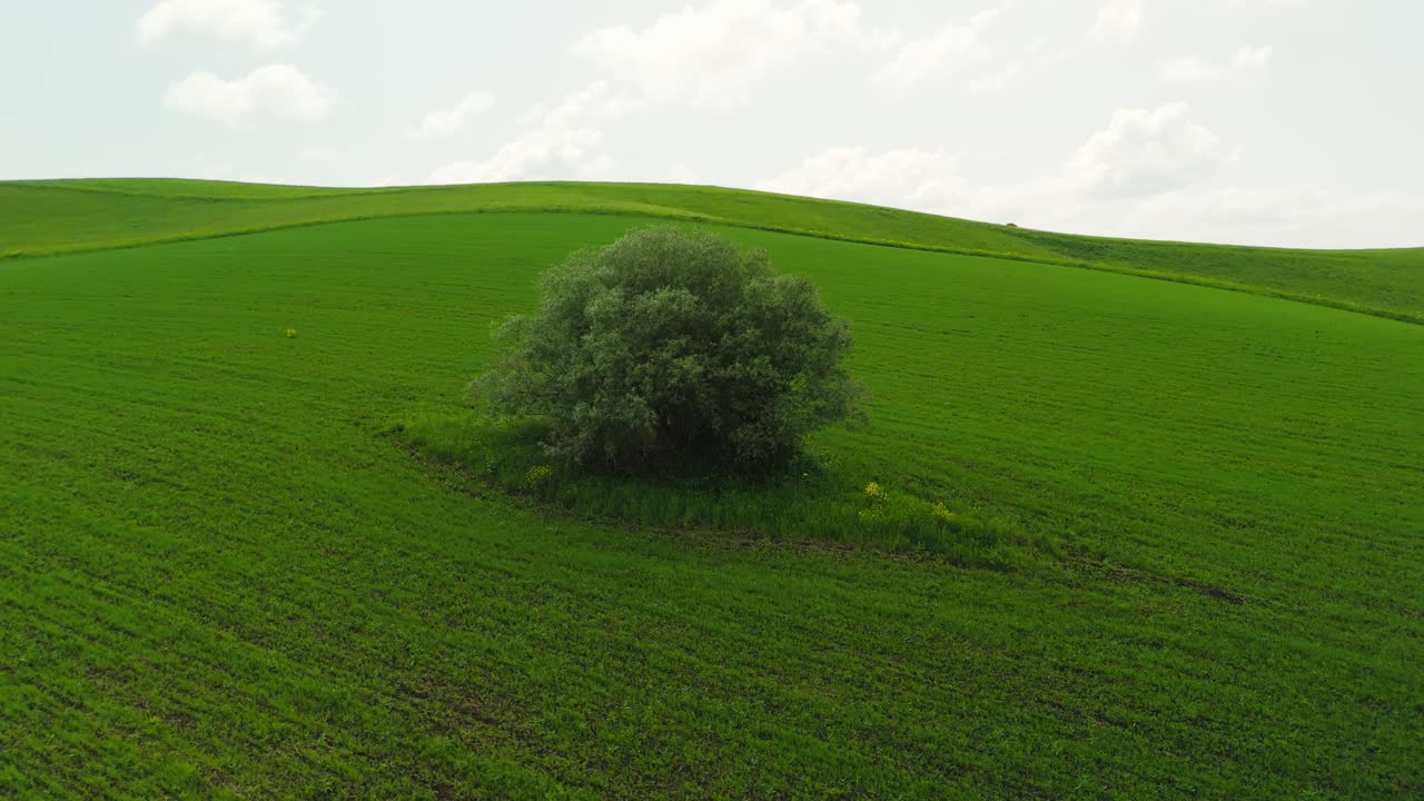 Vista aerea di un campo verde con albero solitario e montagne