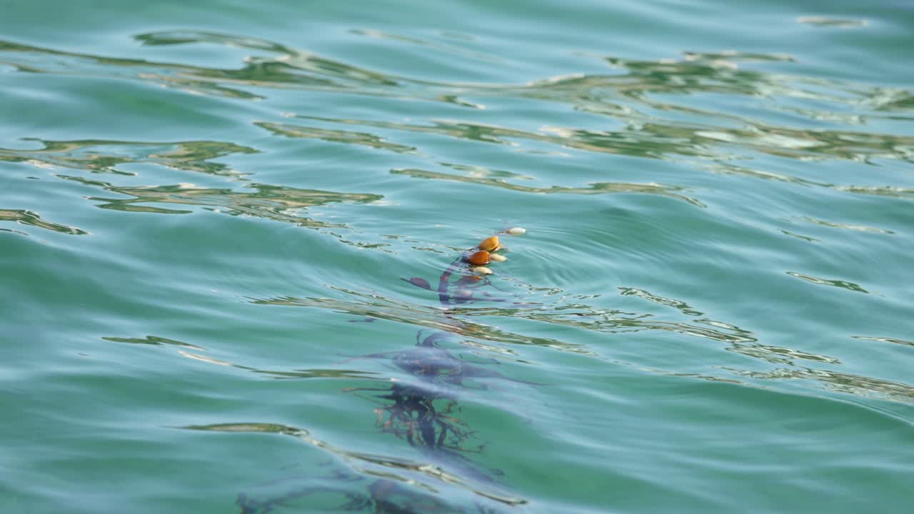 부드러운 파도와 함께 물에 떠다니는 해조류