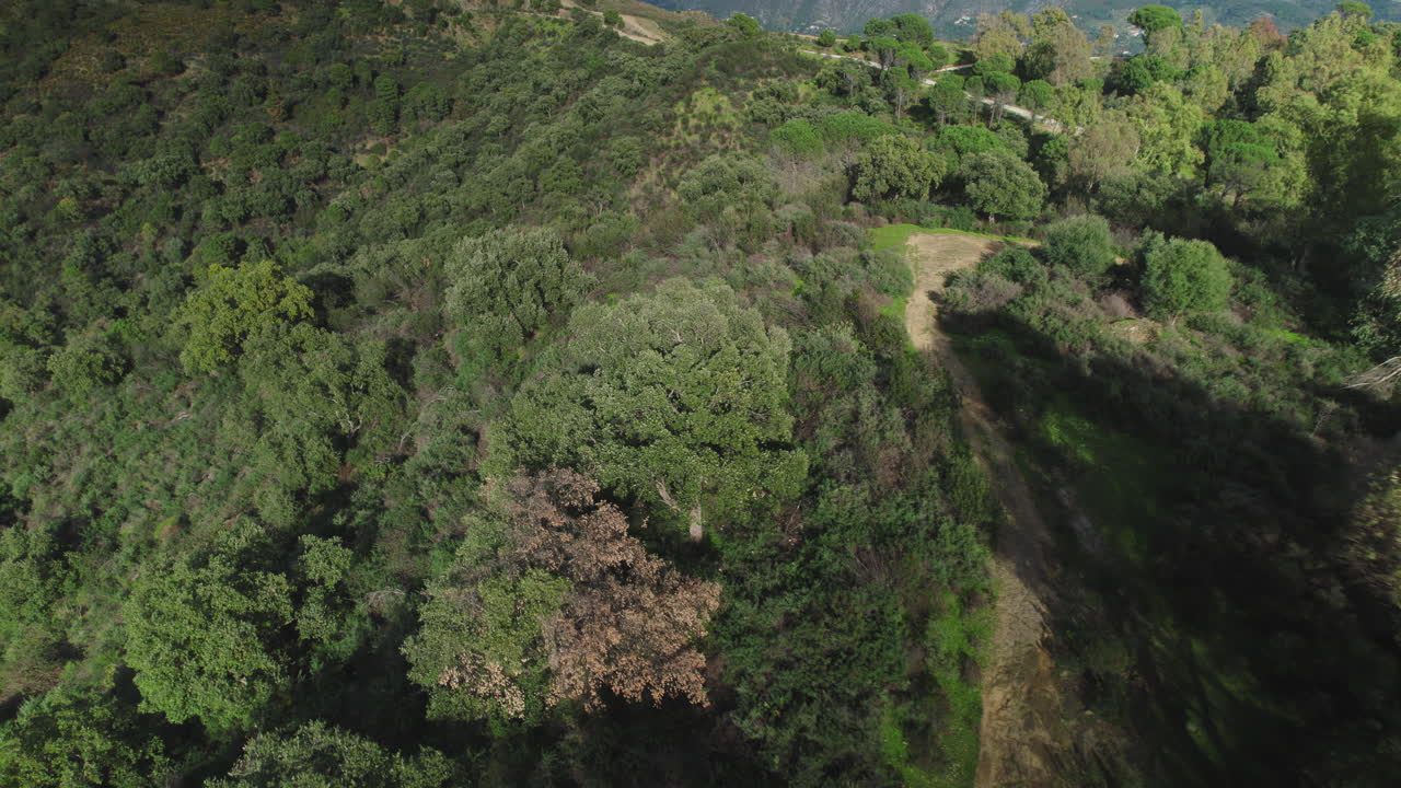 antena volando hacia atrás por encima de los árboles en el bosque, inclinándose hacia el horizonte
