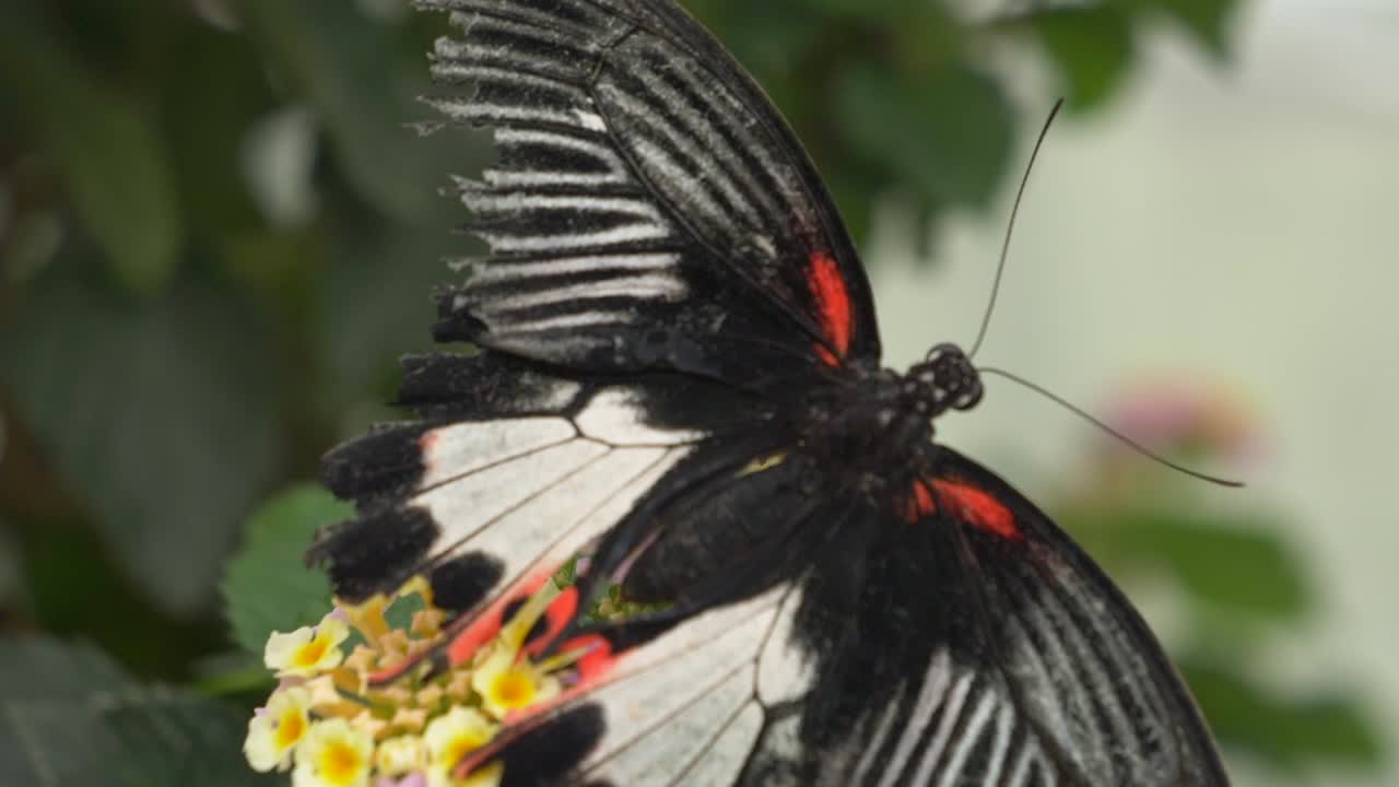 Macro: Farfalla coda di rondine Mormone grande femmina che raccoglie nettare da un fiore in natura