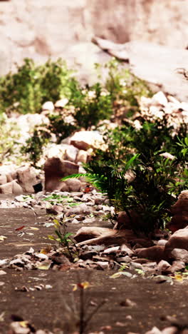 arid canyon landscape with sparse vegetation