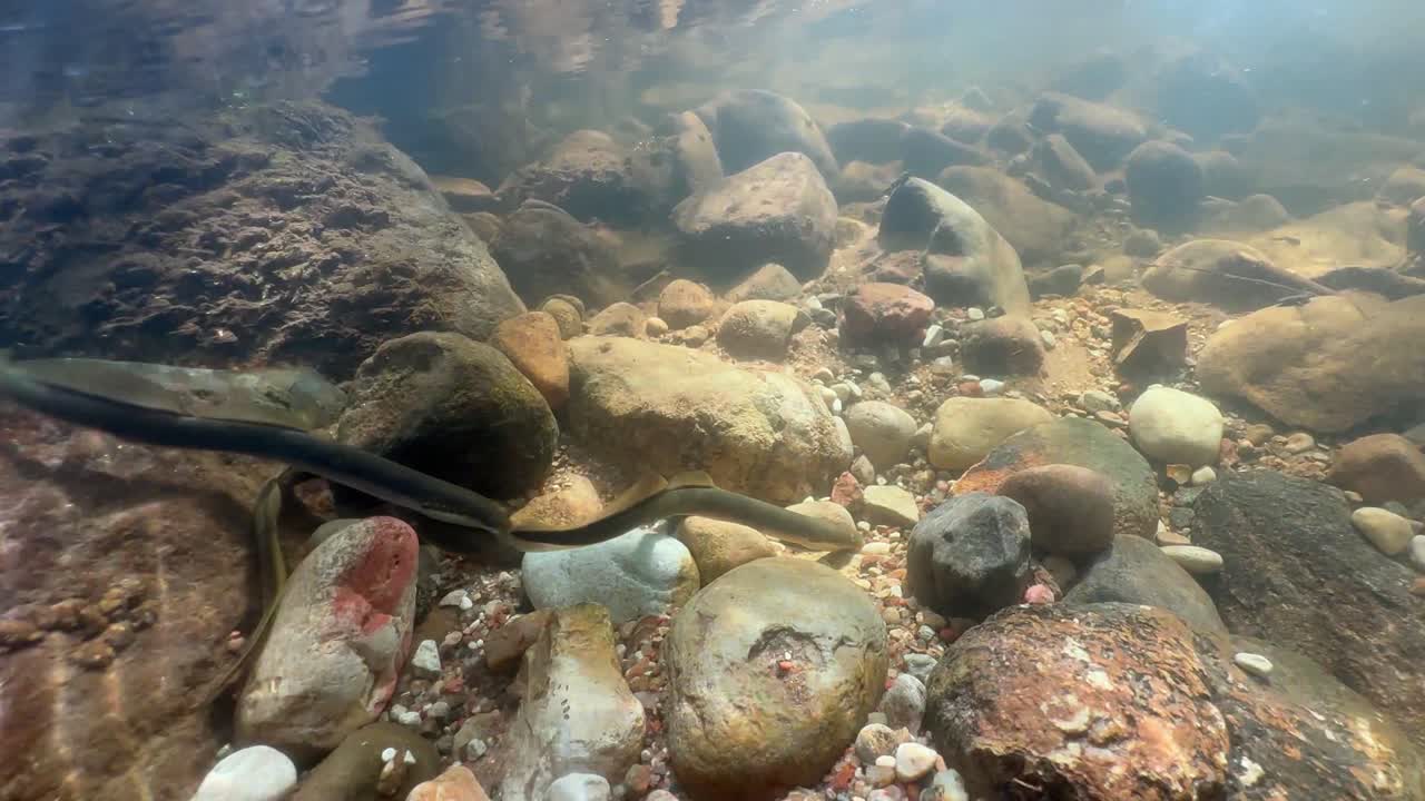 Brook lampreys (Lampetra planeri) fighting in a shallow stream at the spawning site, Estonia.