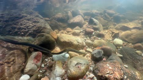brook lampreys (lampetra planeri) fighting in a shallow stream at the spawning site, estonia.