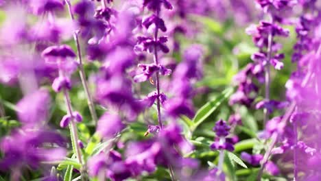 close-up view of blooming purple salvia flowers