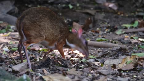 mirando hacia la derecha mientras se alimenta en el suelo mientras se mueve hacia la izquierda y alrededor, ratón-cervo menor tragulus kanchil, tailandia